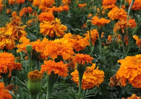 35 Types Of Marigolds Marigold Varieties With Pictures