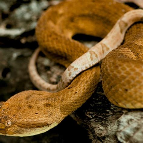 Passeio De Barco Ilha Das Cobras Queimada Grande Peru Be Roteiros