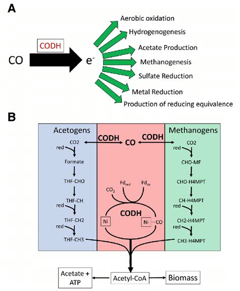 Diversity Of Microbial Metabolism