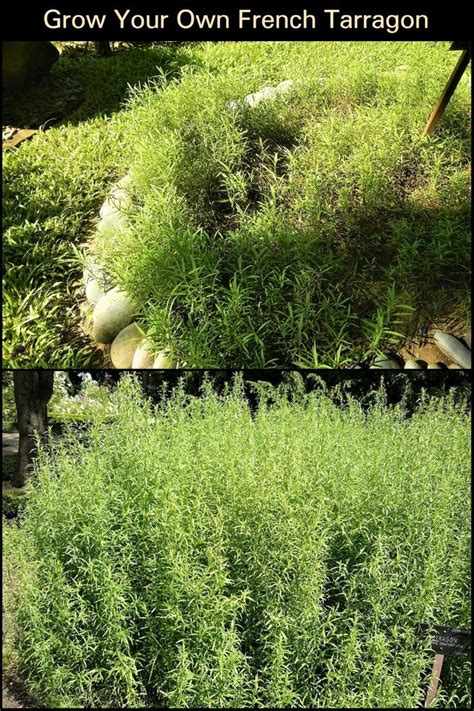 Grow Your Own French Tarragon The Garden Perennial Herbs Tarragon