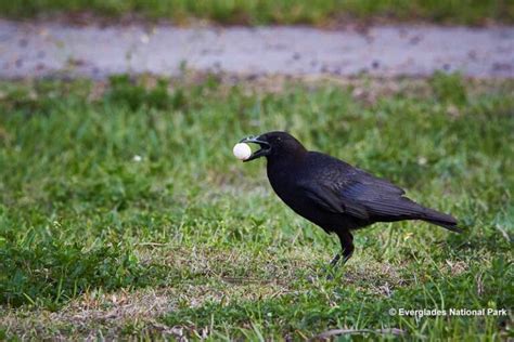 Behaviors Explained Do Crows Eat Other Birds