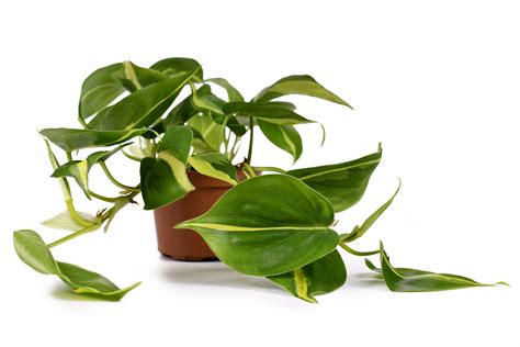 10 Best Trailing Plants For Your Home