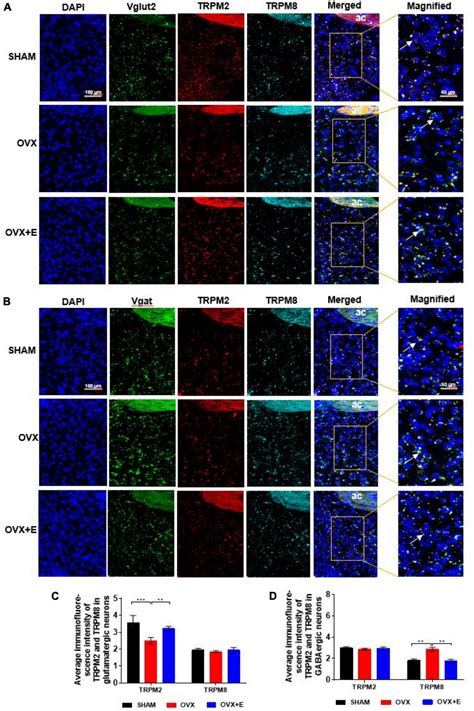 Frontiers Glutamatergic And Gabaergic Neurons In The Preoptic Area Of