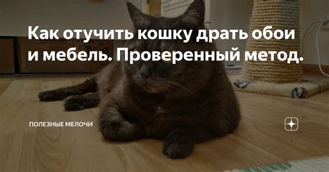 Как отучить кошку драть мебель и обои: что делать, как защитить, не ...