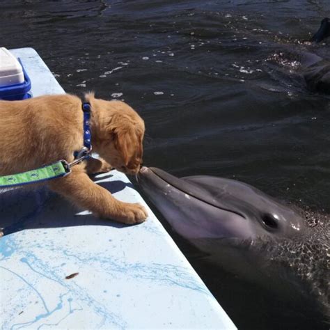 Dog And Dolphin Have Been Best Friends For A Lifetime