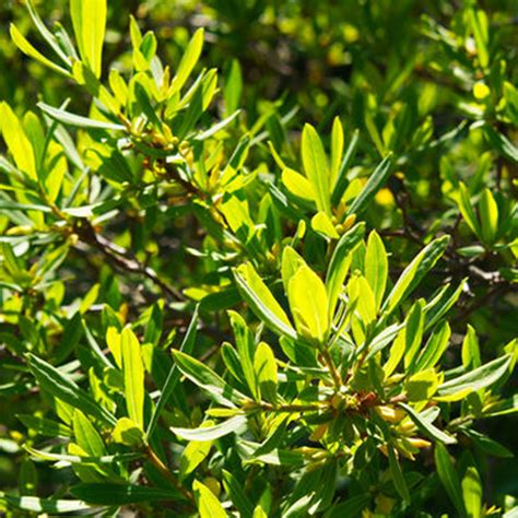 Brave Athena Northern Bayberry Plant Addicts