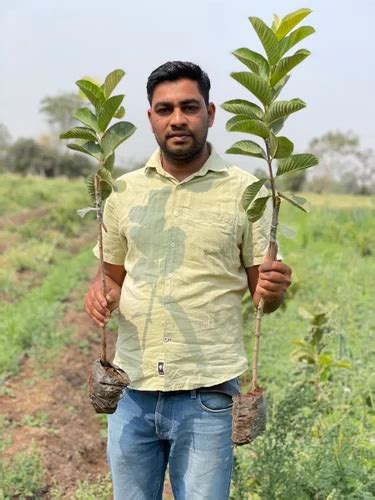 Full Sun Exposure Green Guava Plant For Garden At Rs 71 Piece In