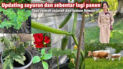 UPDATING SAYUR SAWI TOMAT DAN TIMUN DI KEBUNKU LANJUT TOUR RUMAH TUA