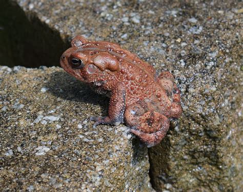 American Toad Red Phase · Free Photo On Pixabay