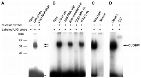 Cugbp1 Binds To The Ug Rich Elements Of Bcl X Pre Mrna Five μ G Of