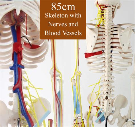 Cm Full Body Skeleton Anatomy With Nerves And Blood Vessels Vic B