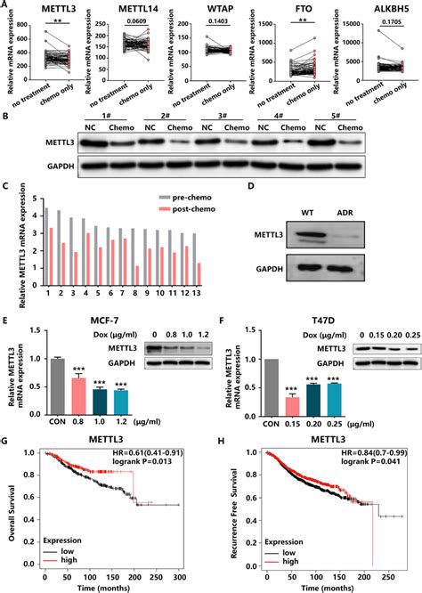 METTL3 Is Silenced In HR HER2 BC Samples And Cell Lines A The