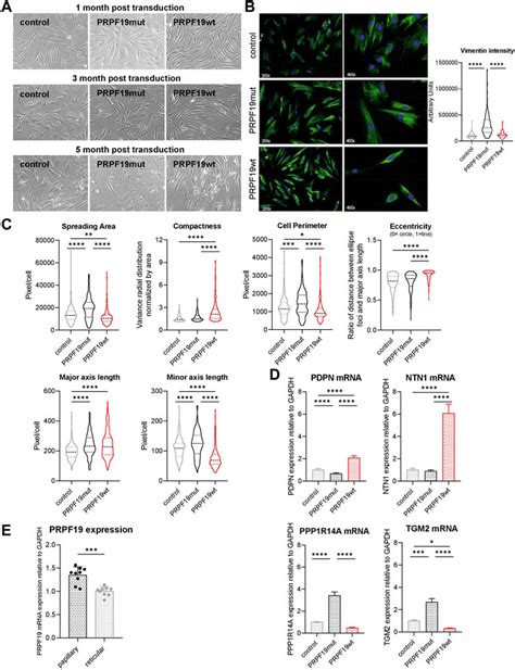 Frontiers Prpf Modulates Morphology And Growth Behavior In A Cell