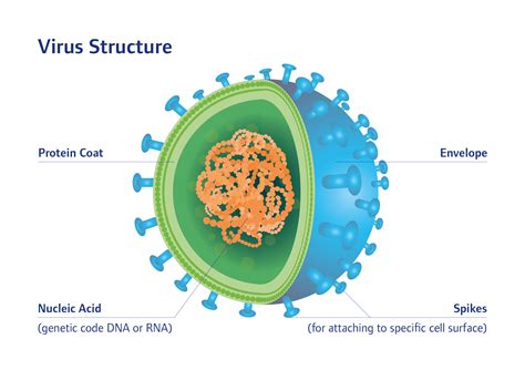 Differences Between Viruses And Bacteria I SANITIZED AG