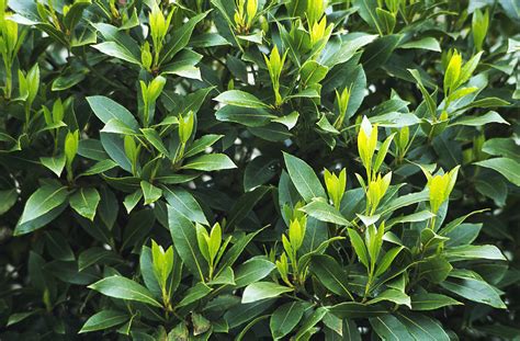 Sweet Bay Laurus Nobilis Photograph By Archie Young Fine Art America