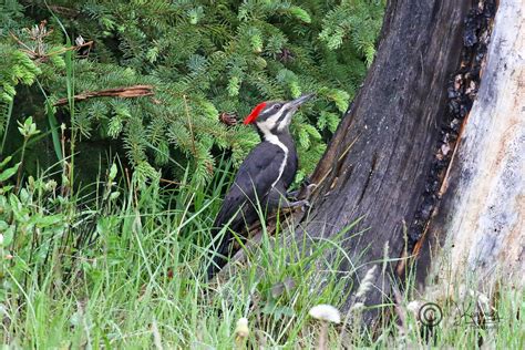 Pileated Woodpecker Female Jasper National Park Ab Flickr