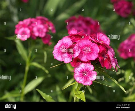 Sweet William Dianthus Barbatus Bartnelke Nelke Stock Photo Alamy