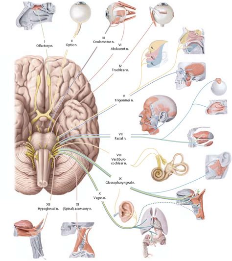 Glossopharyngeal Nerve Anatomy And Function Kenhub