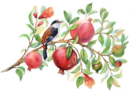 Bird With Pomegranates Behance