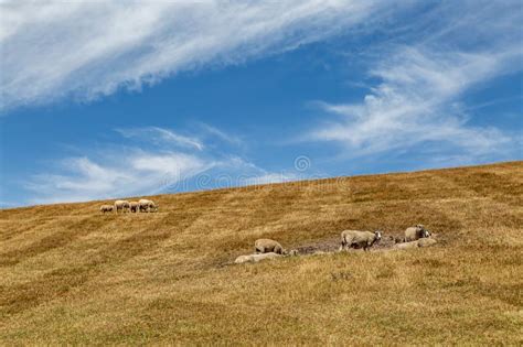 Sheep On A Dry Hillside During A Warm Summer On The Isle Of Wight Stock