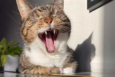 Waarom Miauwt Mijn Kat Zoveel Oorzaken En Oplossingen