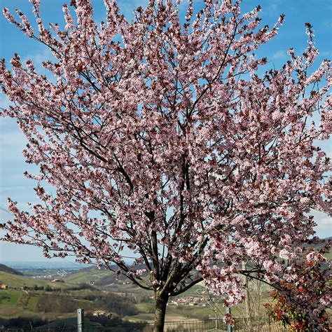 Cherry Plum Native British Uk Hedging Whips Meadowmania Uk
