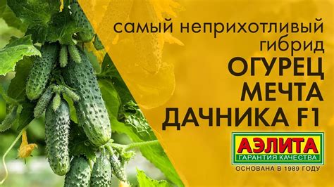 Самый неприхотливый гибрид Огурец "Мечта дачника" - YouTube