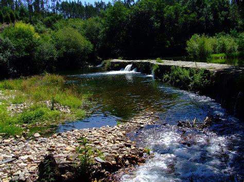 Carregal Do Sal Peixes Mortos Encontrados No Rio Mondego Esquerda