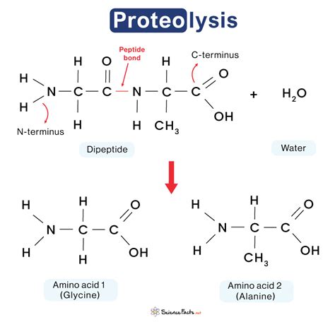 Proteolysis Definition Process Examples And Diagram