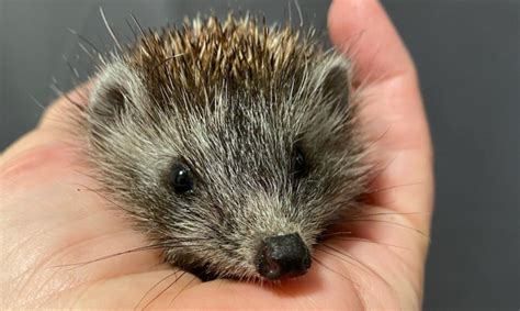 Was Kann Ich Einem Igel F Ttern Stachelretter Mit