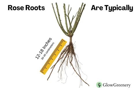 Everything About Rose Bush Root System You Should Know