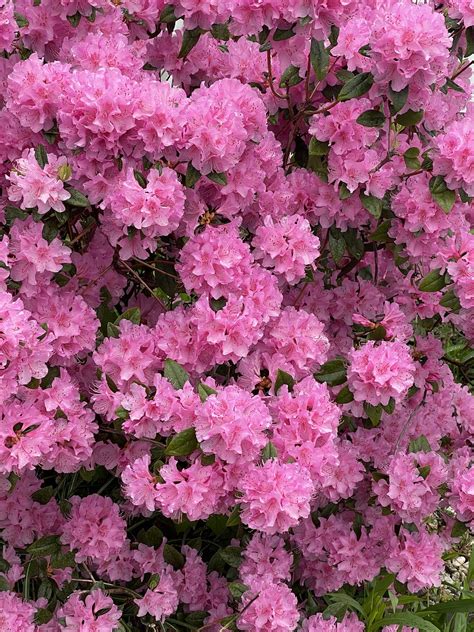 Azalea Flowers Plant Pink Free Photo On Pixabay Pixabay