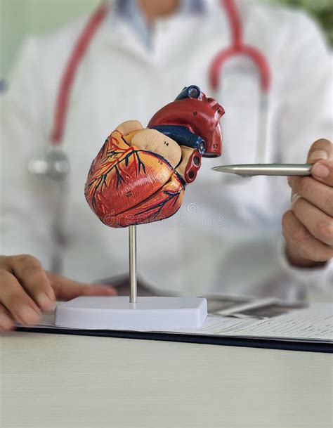 Cardiologist Shows Anatomy Of Heart In Cardiology Clinic Stock Image