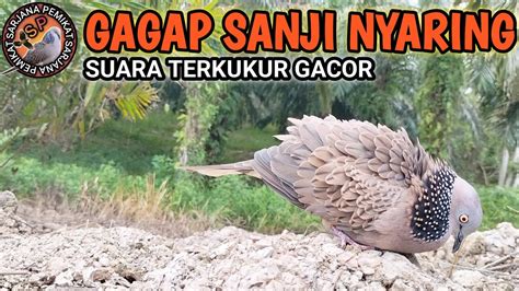 Suara Pikat Terkukur Gacor Gagap Sanji Nyaring Cocok Untuk Pancingan