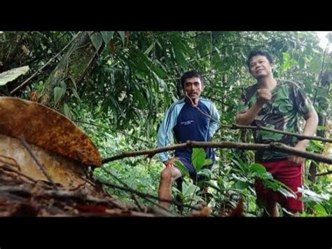 Cari Buah Di Hutan Malah Di Kerumuni Semut Hitam Youtube