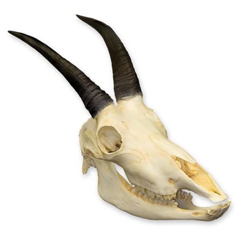 Mountain Goat Skull Eduscience Uk Ltd