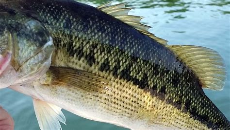 Differences Between Largemouth Bass And Spotted Bass Bassgrab