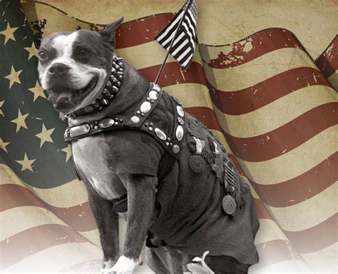 SERGEANT STUBBY AMERICA’S MOST DECORATED WAR DOG | Pocketmags.com