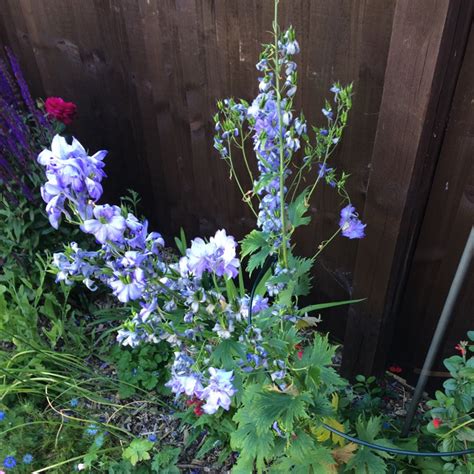 Delphinium Magic Fountains Dark Blue White Bee Delphinium Magic
