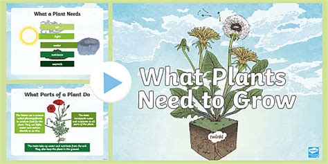 What Do Plants Need To Grow Teacher Made Twinkl