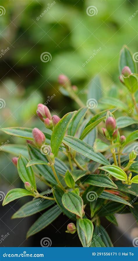 Tibouchina Semidecandra Or Princess Flower In The Garden Stock Image