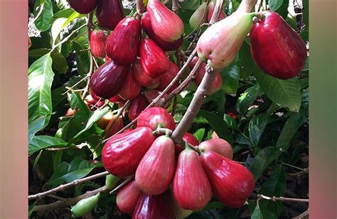 Cara Okulasi Jambu Jamaika Kampus Tani