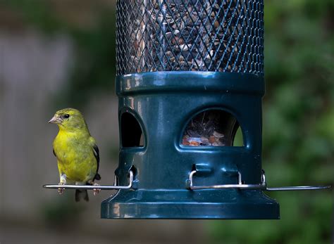 Close-up Photo of a Goldfinch perched on a Bird Feeder · Free Stock Photo