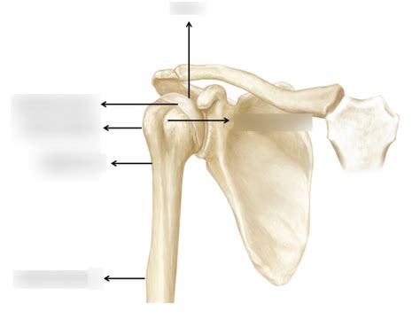 proximal humerus Diagram | Quizlet