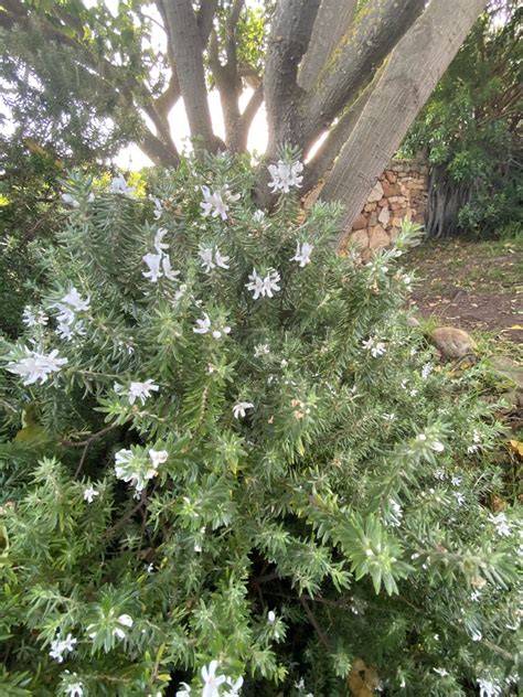 Coastal Rosemary From Seagull Road Scarborough Wc Za On May