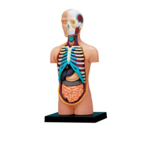 Buy Human Torso Model Anatomy Body Organs Viscera Detachable Assembly