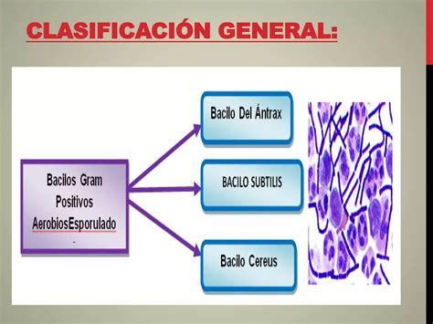 Bacilos Gram Positivos Esporulados Y No Esporulados Ppt Descarga