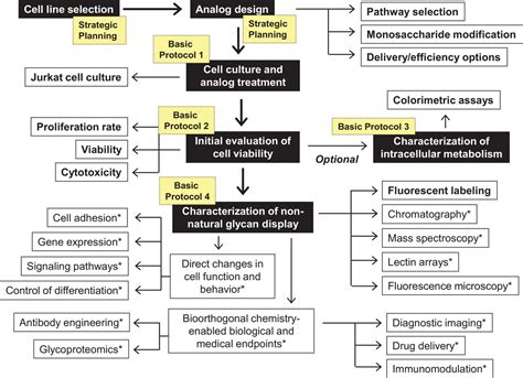 Protocol Considerations For In Vitro Metabolic Glycoengineering Of Non