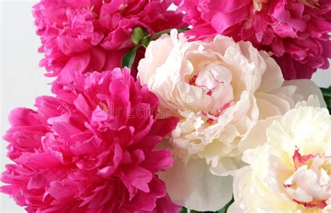 Fresh Bright Blooming Peonies Flowers Stock Image - Image of bloom ...