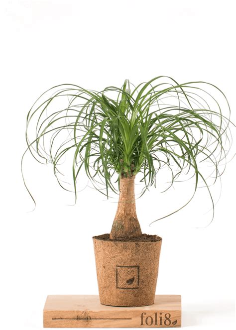 Beaucarnea recurvata “Ponytail Palm” – Plantopedia
